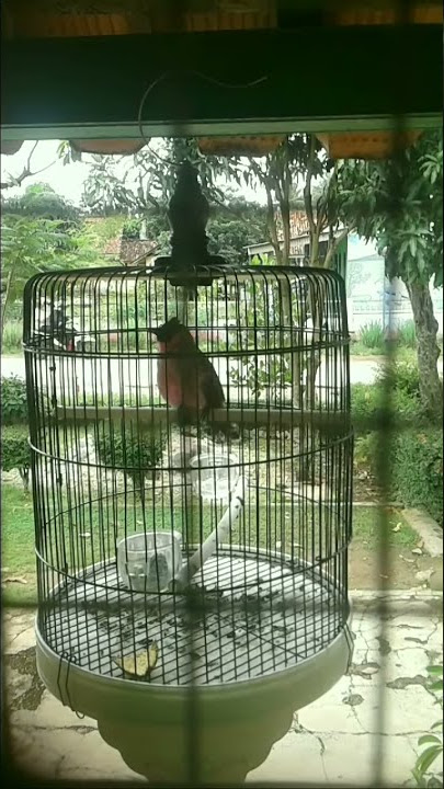 kutilang rasa murai batu