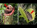 देख लो ये पौधे कैसे जानवरों को खाते है 5 Dangerous Carnivorous Plants That Eat Animals