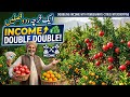 ایک خرچہ، دو فصلیں | Doubling Income with Pomegranate-Citrus Intercropping