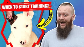 When Should I Start Training My BULL TERRIER PUPPY?