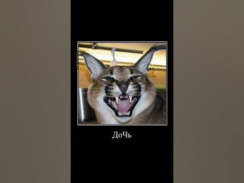 #шлепа #shlopa ШЛЁПЕНЬ - YouTube