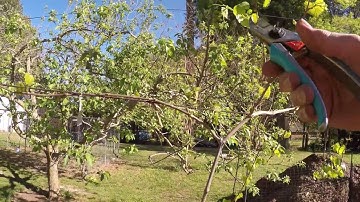 2YR OLD MUSCADINE VINE PRUNING