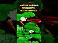 【大陸】魚躍龍門！魚戲蓮葉間宛如水墨畫卷