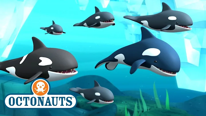 @Octonauts - The Arctic Orcas | Full Episode 43 | @Kidzuko