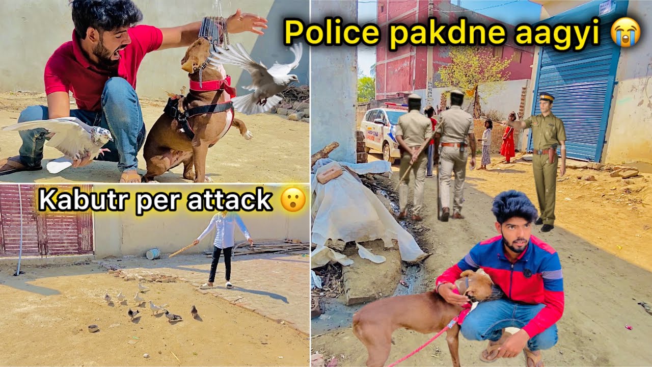 Roxy ( pitbull ) ne police case krwa diya 😤 ( New pigeons per humla ??