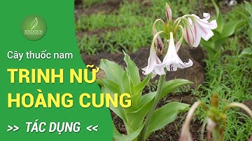 Tác dụng tuyệt vời của cây Trinh Nữ Hoàng Cung