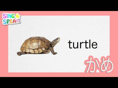 かめ Turtle 発音 Sing And Speak Youtube