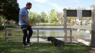 SHRINKABULL'S COBALT ON CBS' LUCKY DOG WITH BRANDON MCMILLAN