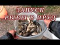 Выращивание карпа у себя в пруду!  Запускаю карпа в пруд! Пруд на даче!