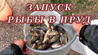 Выращивание карпа у себя в пруду! Запускаю карпа в пруд! Пруд на даче!