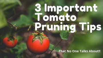 Important Tomato Pruning Tips (No One Talks About!) // Garden VLOG