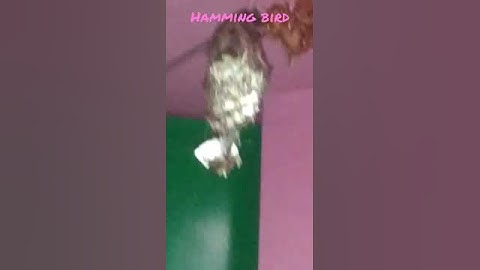 Hamming bird, #shortfeed, #ytshorts, #trending,#viral,