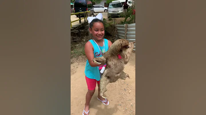 Sloth attempts to attack 6 year old in Honduras - DayDayNews