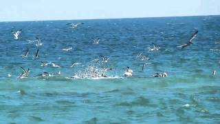 Pelicans and Seagulls