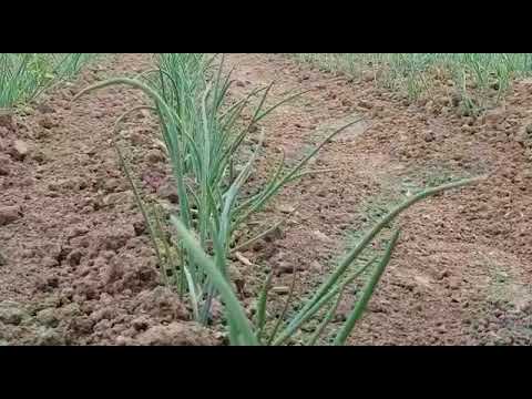 Farm work experience
