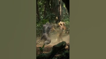 Epic Showdown: Gorilla vs. Lion – Battle of the Beasts! #animalfight #lion #wildlifebattle