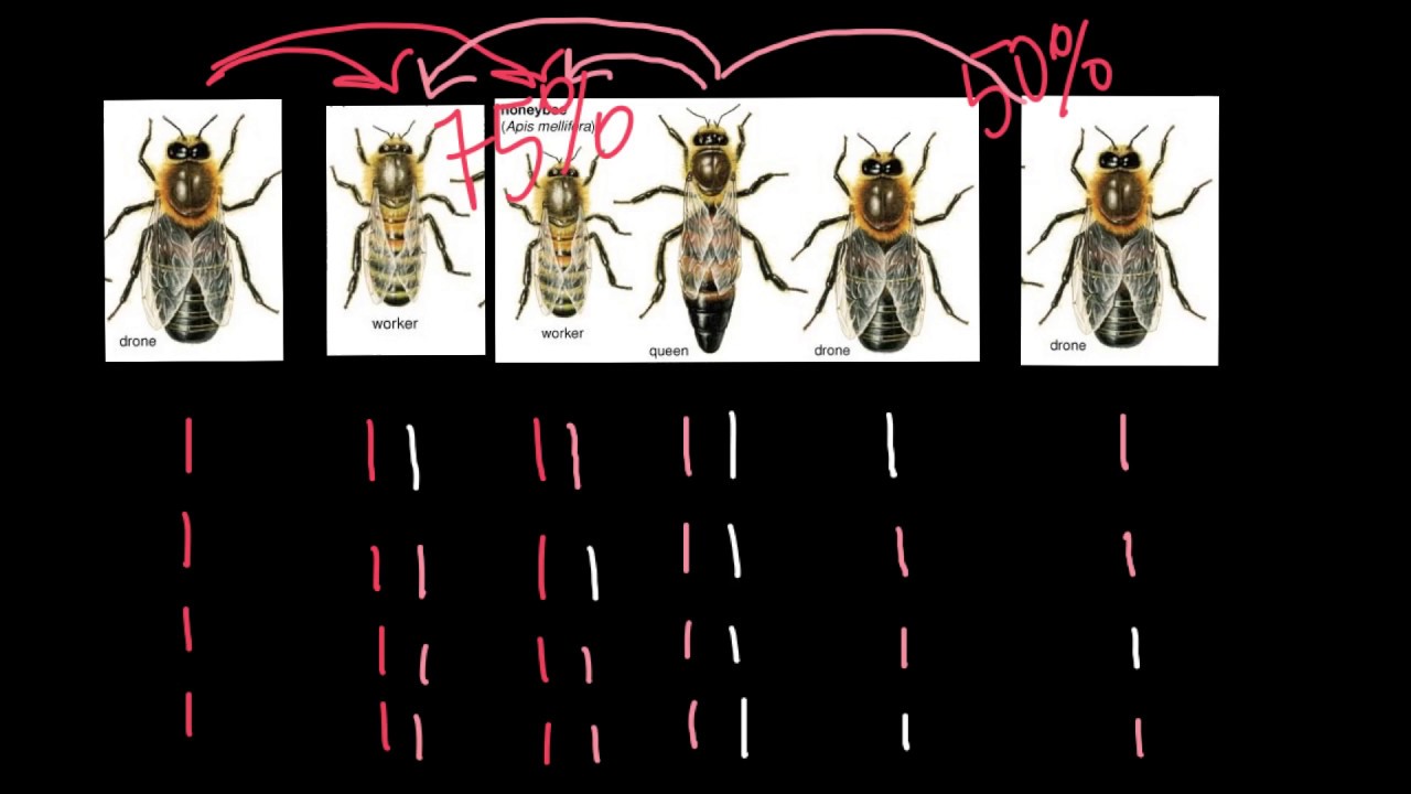  Haplodiploidy  in honey bees  explained YouTube
