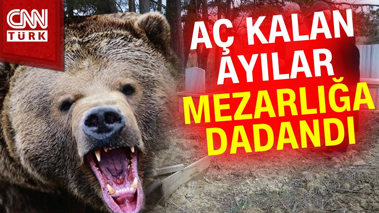 Kastamonu'da Ayılar Mezarları Kazmaya Başladı! Köylülerden İlginç Önlem #Haber