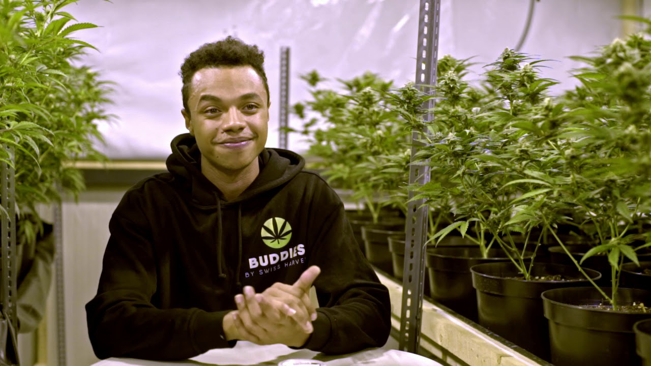 Hi Lab - With Love, For Weed Farmers - Ep. 1 -  Swiss Harvest