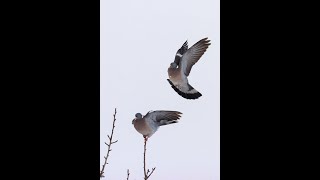 Motorlu Tahtalı mühresi 2000 ₺