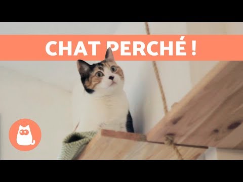 Vidéo: Pourquoi Les Chats Aiment Les Hauteurs ?