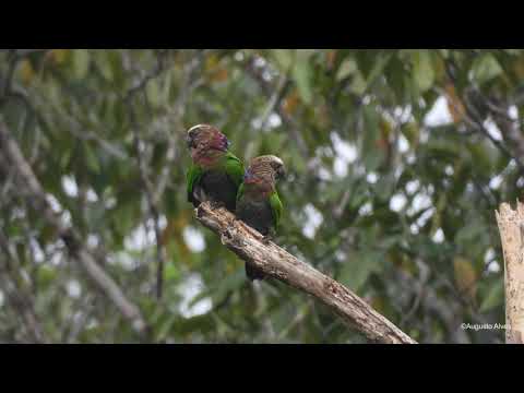Anacã / Red-fan Parrot / Deroptyus accipitrinus