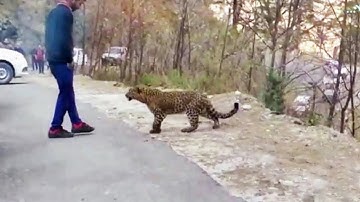 Best Moments Of Animals That Asked People for Help in 2022 !