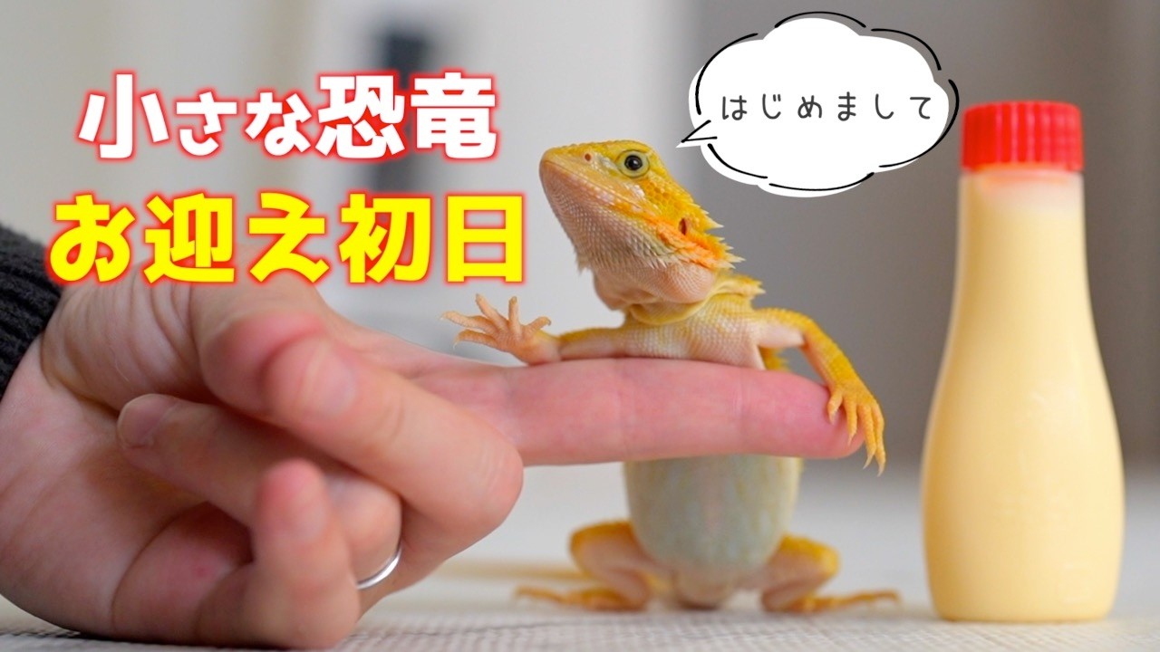 【お迎え初日】小さな赤ちゃん恐竜のフトアゴがかわいすぎた