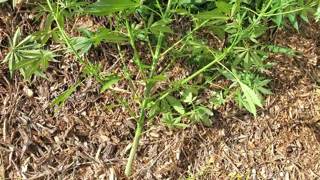 5ft tall cannabis plant..a male in the garden!
