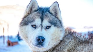The Siberian Husky is a magnificent breed of dog by USA Pup Patrol 2 views 1 day ago 4 minutes, 15 seconds
