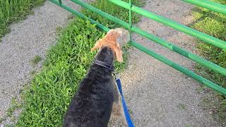 Bella meets an Angus beef cow