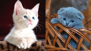 Adorable Kittens That Will Make You Fall in Love 😺😺 Cute Funny Cats Playing Compilation January 2021