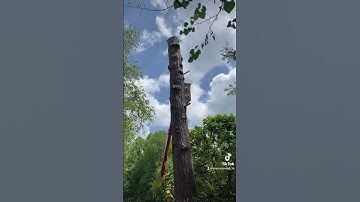 Blocking down big pine tree #tree #arborist #stihl #chainsawman #nature #shorts #viral #trending
