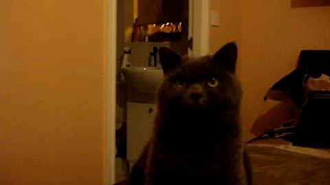 Video 735551: british shorthair blue, sleeping british, female british, british hair