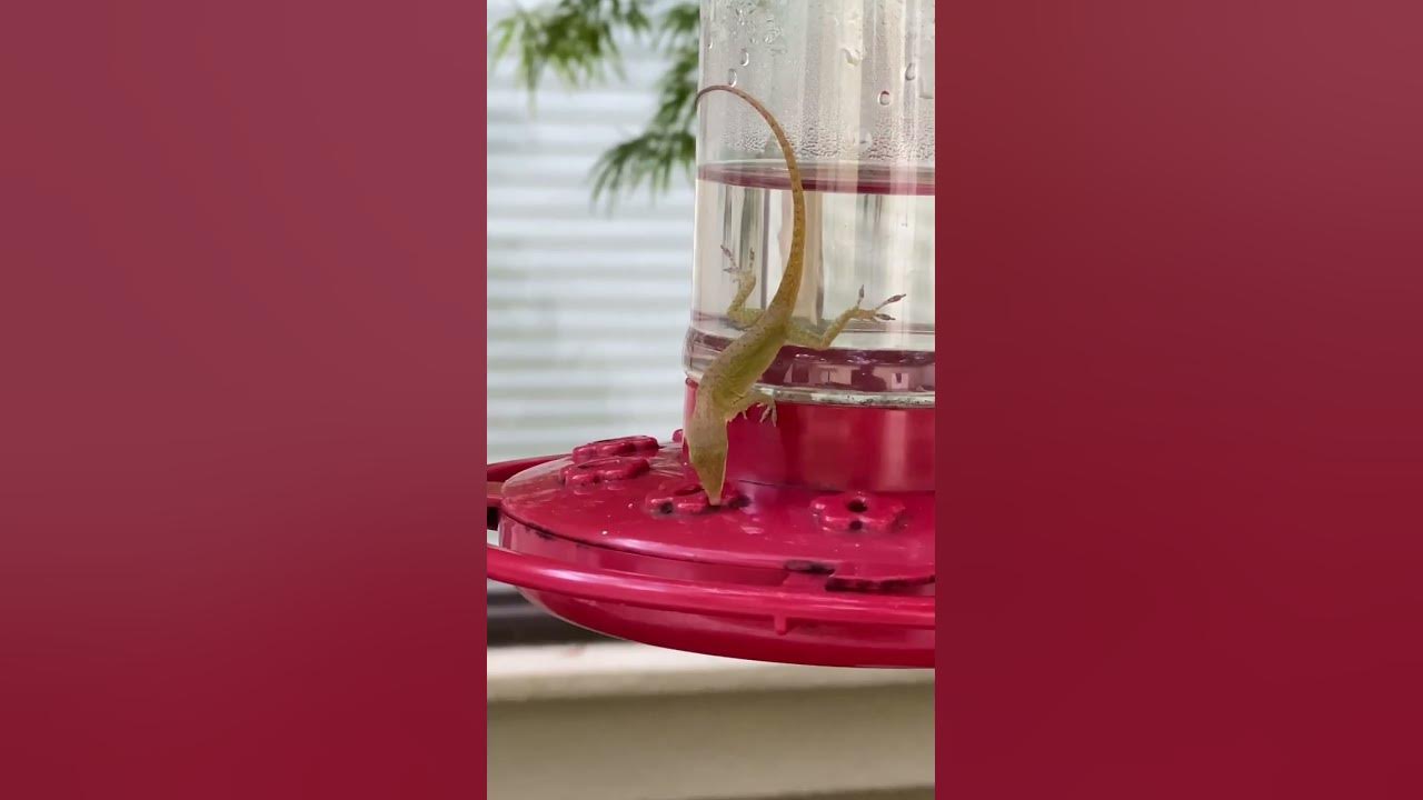 lizard-benefits-from-hummingbird-feeder-shorts-funny-nature-foryou