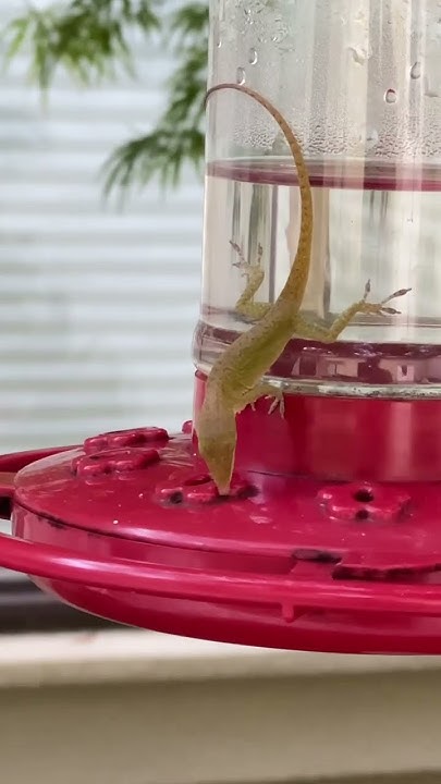 Lizard Benefits From Hummingbird Feeder shorts funny nature foryou lizard-benefits-from-hummingbird-feeder-shorts-funny-nature-foryou