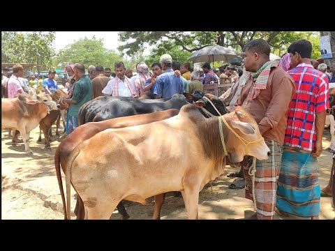 @ আজ ১৪ জুলাই || খামার উপযোগী দেশাল জাতের ষাঁড় গরুর দাম দিনাজপুরের রানীরবন্দর হাটে ||