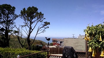 Honey bee swarm moving into swarm trap