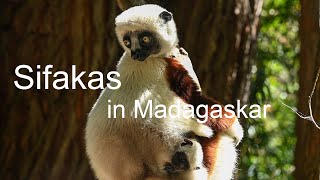 Sifaka Lemuren in Madagaskar