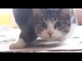 Funny cat compilation 1 minute kitties vol 1