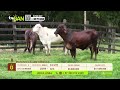 Tu vitrina ganadera- TvAgro por Juan Gonzalo Angel