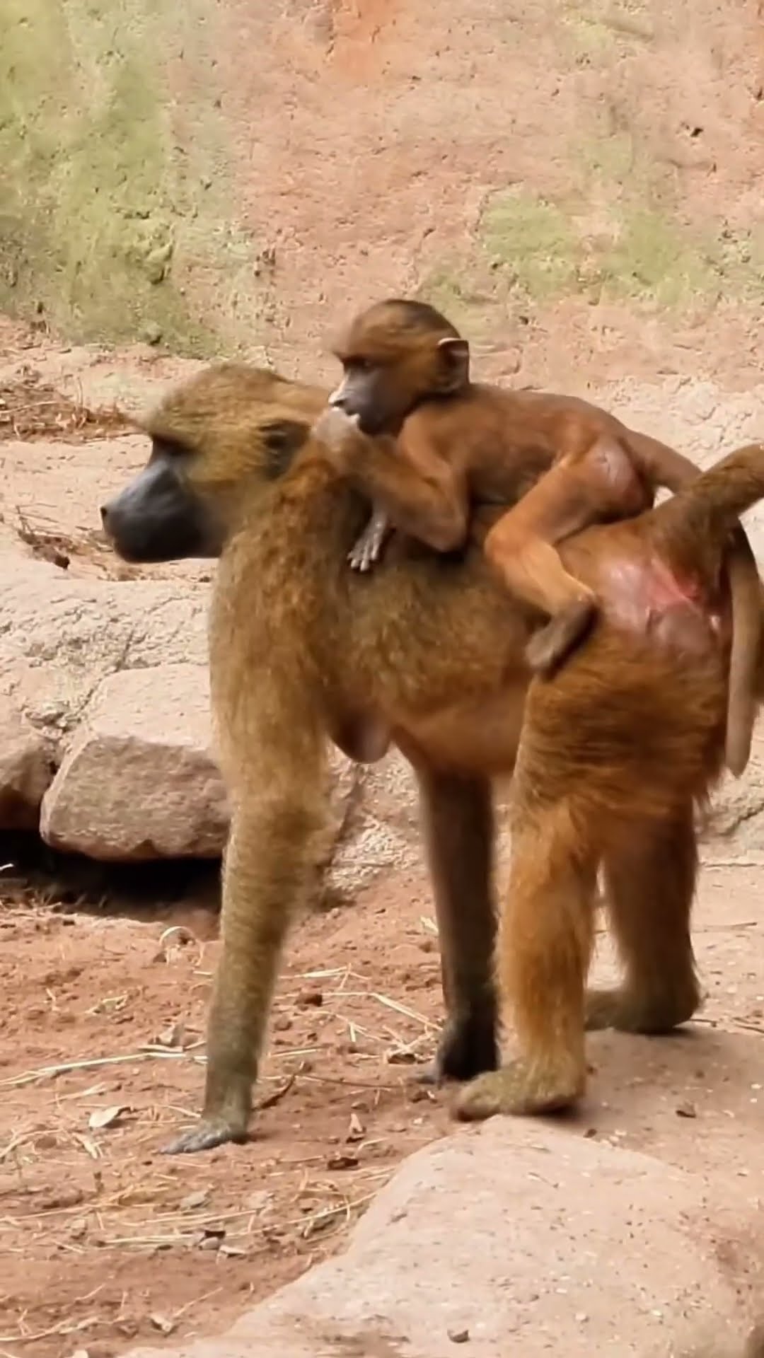 Monkey Baby and Mom Together