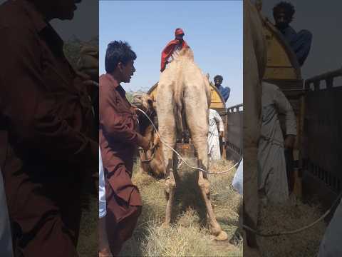 انظروا إلى صبر هذه الناقة حتى السائق لم يتمالك نفسه من الإعجاب ناقة جمل