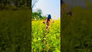 chamma chamma | Evergreen music 🎶 #feed #shorts #chammachammasong #trending