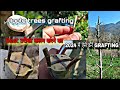 Apple trees grafting           strap grafting in 