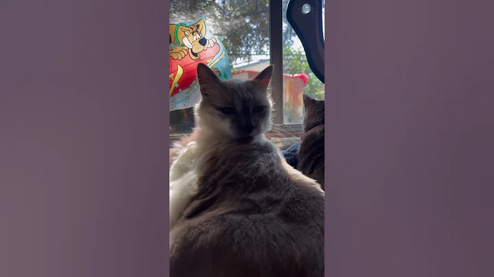 Watch the video about #cat #cats #catshorts #catvideos #Spanky #siamese #fluffy #pets #pet #sleepy