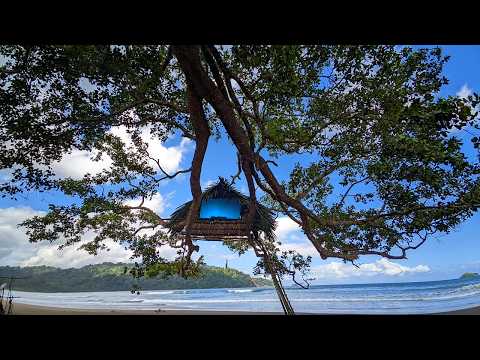 BUILDING A TREEHOUSE ON A WILD BEACH FOR 5 DAYS WHILE HUNTING FOR FOOD