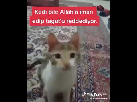 kedi bile Allaha iman ediyor #shorts