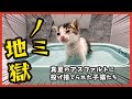 【ノミ地獄】真夏に捨てられた子猫、初めてのお風呂がヤバい・・