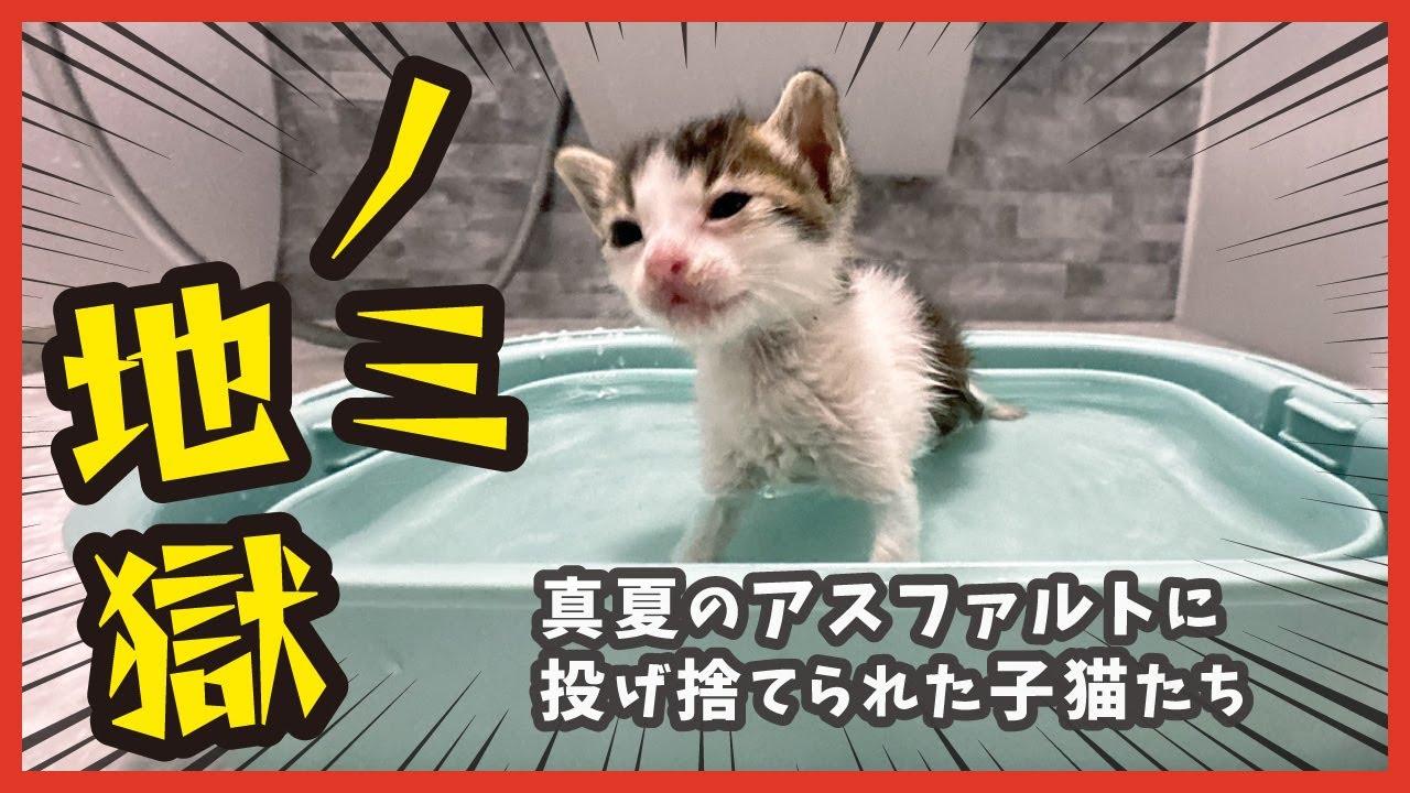 【ノミ地獄】真夏に捨てられた子猫、初めてのお風呂がヤバい・・